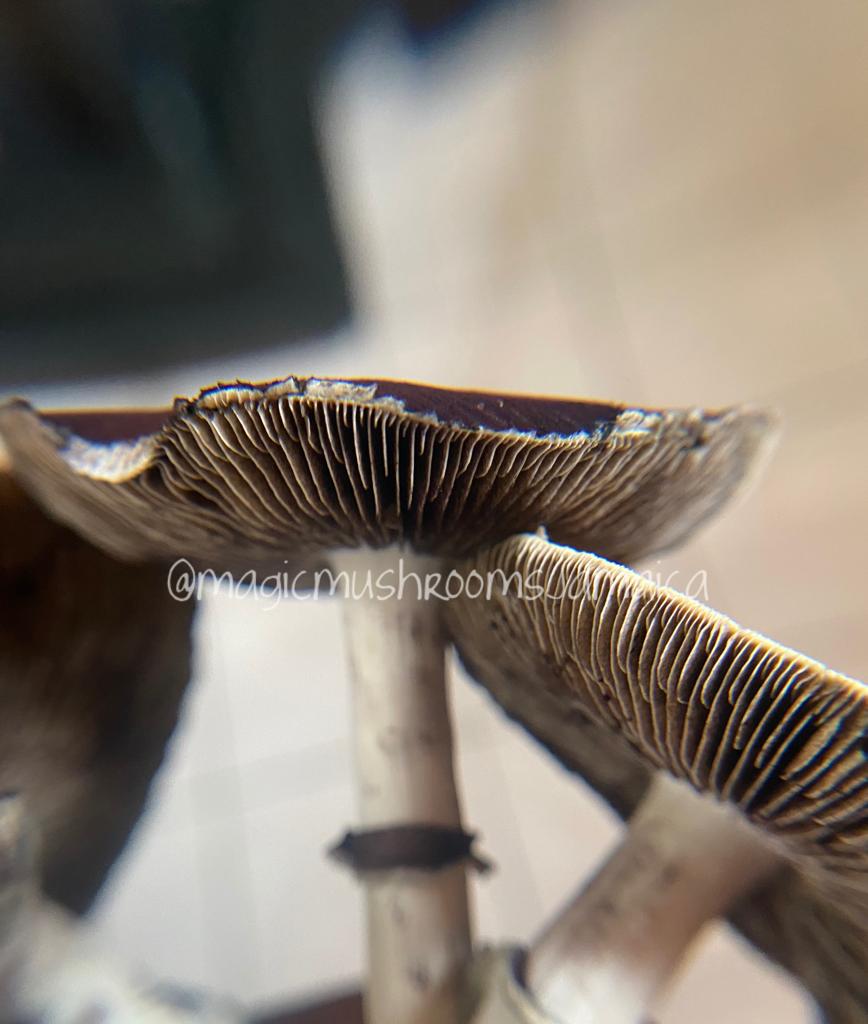 The Mushroom Growth Process Magic Mushrooms Jamaica